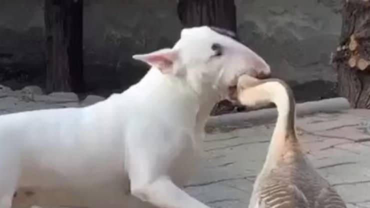 Amicizia animali (Foto video)