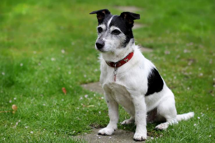 Fido curioso nella natura