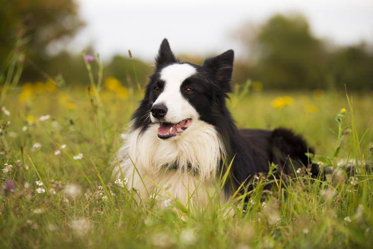 Le razze canine che vivono bene all'aperto