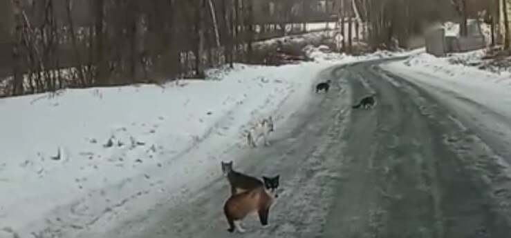 Coppia abbandona 15 gatti durante una bufera di neve: arrestati (Screen Video)