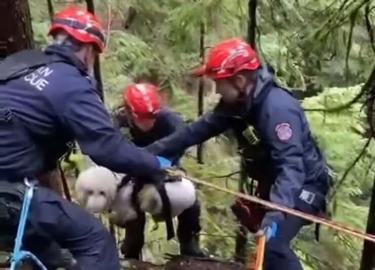 Cane precipita per 10 metri in un burrone salvato dai Vigili del fuoco (Screen Video)