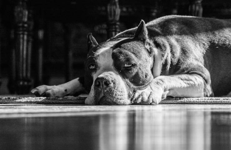 dueños de mascotas - abandono de la casa después del desalojo