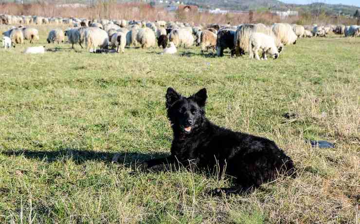 cane da pastore croato con gregge