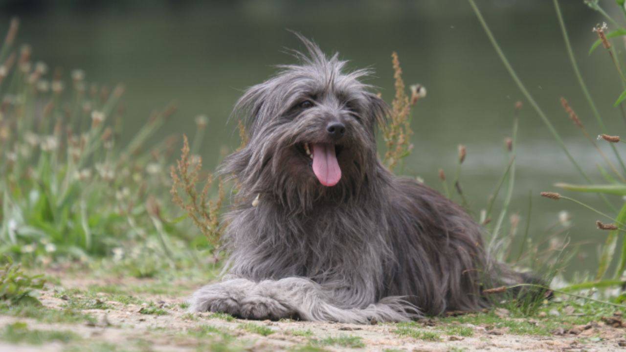 Curiosità sul Cane da pastore dei Pirenei a faccia rasa tutto sulla razza