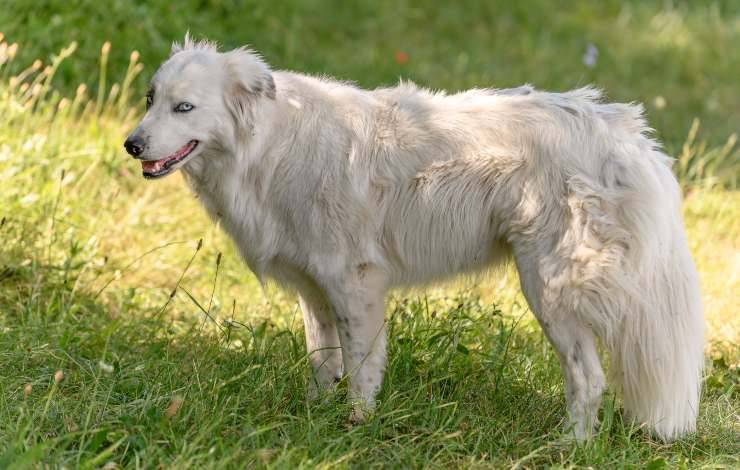 Pyrenean dogs
