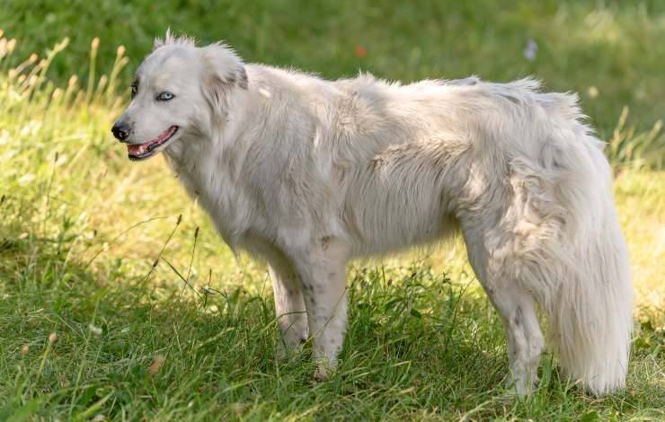 cane dei pirenei