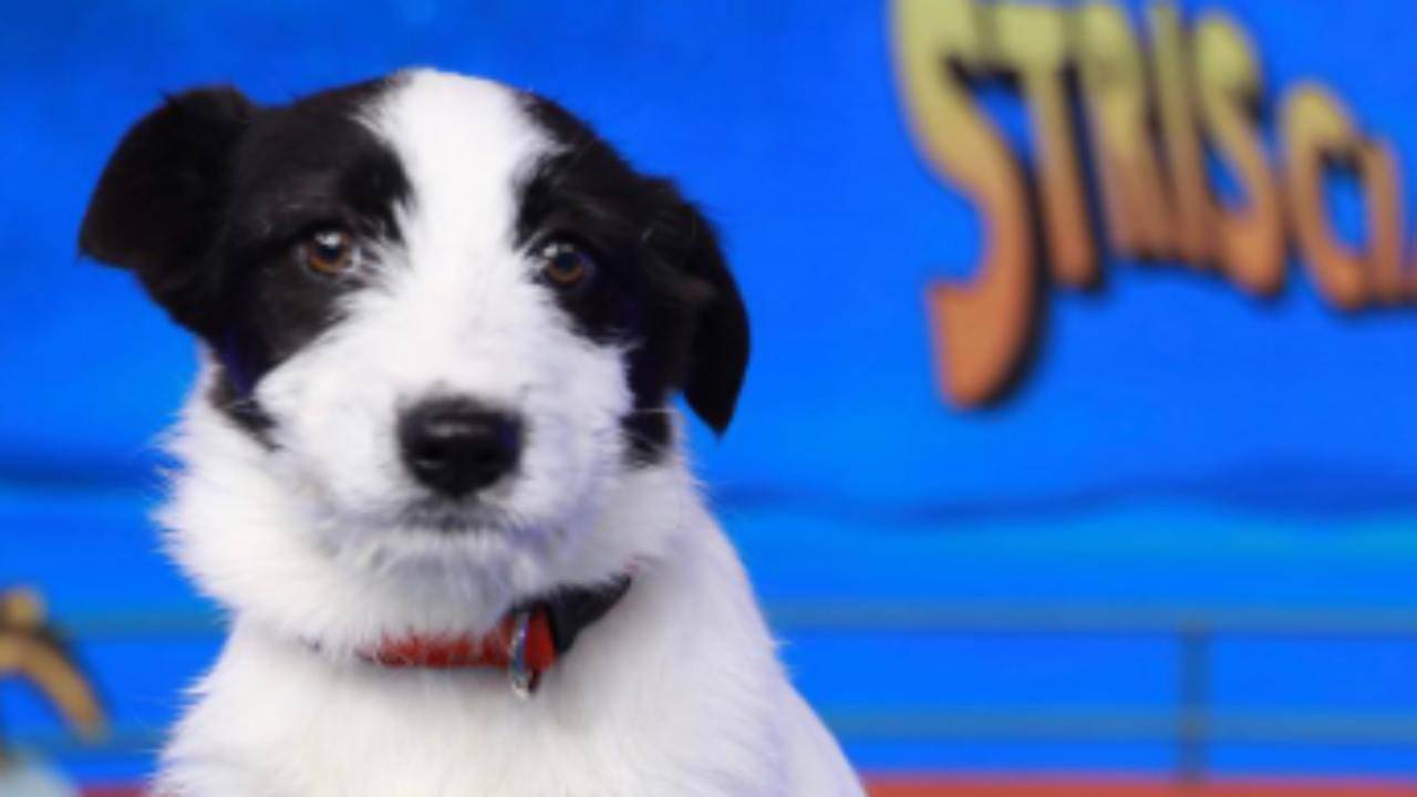 Il nuovo nome del cane di Striscia la Notizia risultato svelato