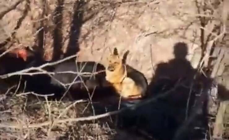 Il cane resta nel fossato insieme al cadavere del suo proprietario dopo l'attacco dei soldati Russi (Screen Video)