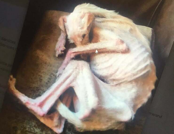 Pesante condanna per la coppia che ha quasi fatto morire di fame un cane (Foto Facebook)