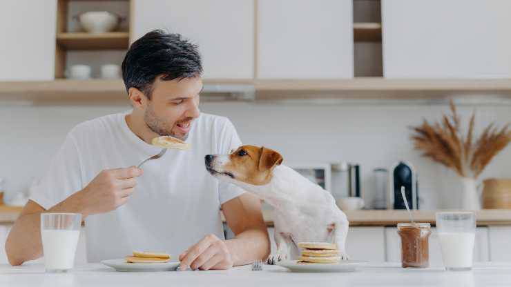 cane può mangiare pancake