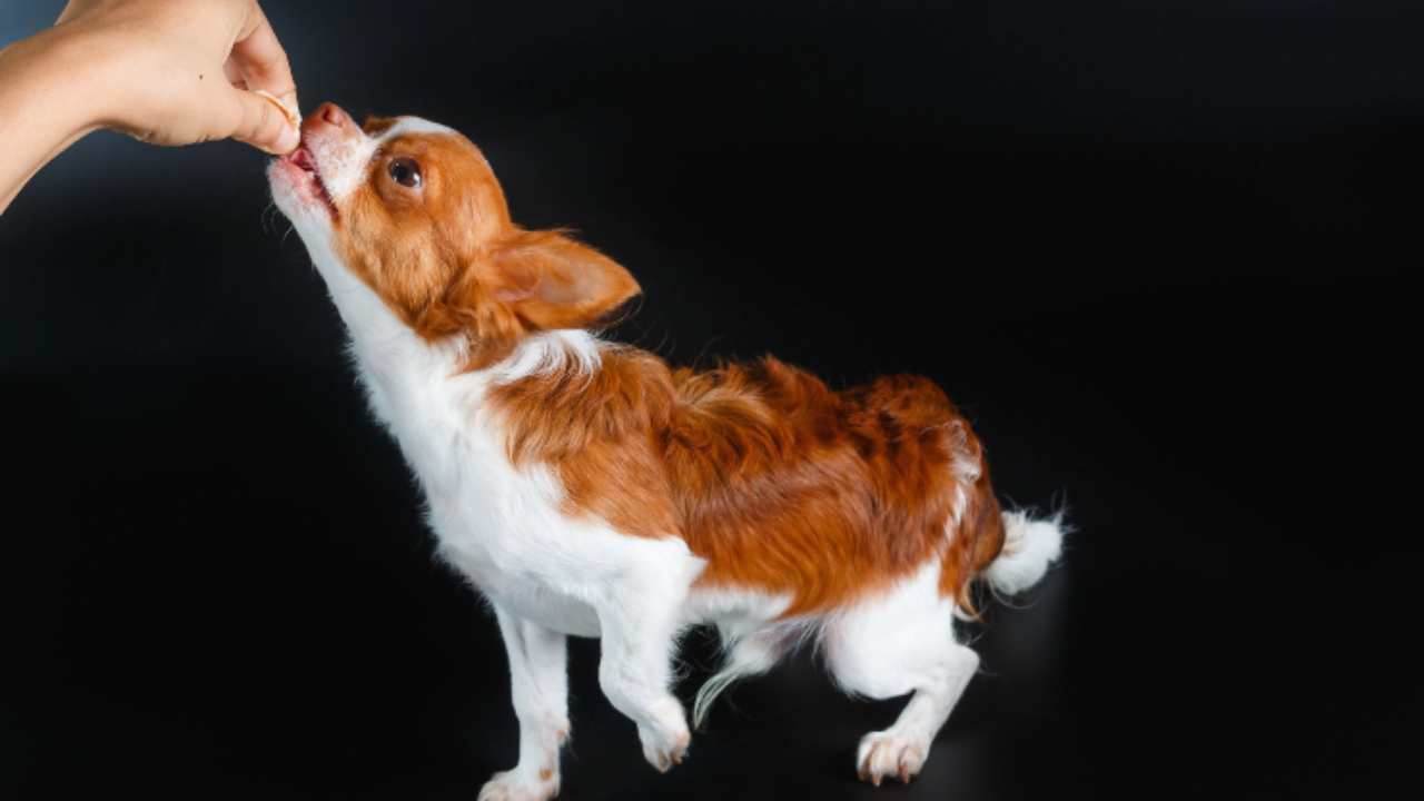 Il cane può mangiare i pinoli?