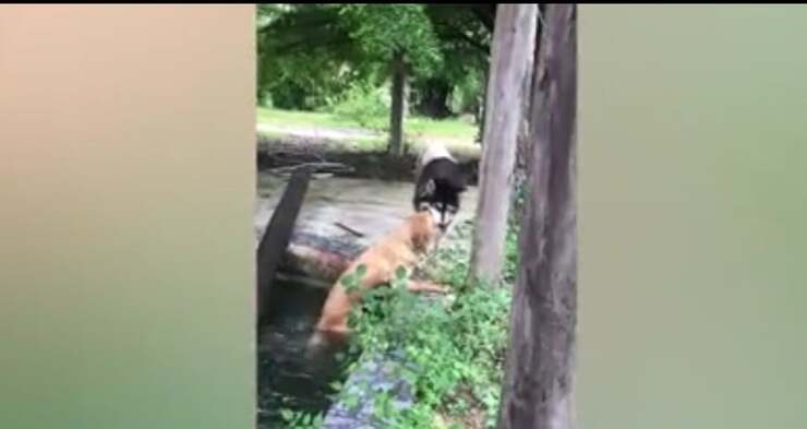 Cucciolo salva il suo amico caduto nello stagno nel giardino (Video)
