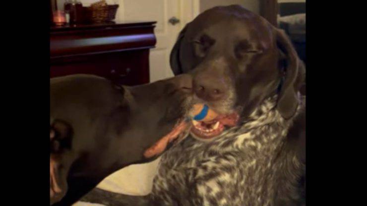 Due cani "in conflitto" per la pallina (Foto video)