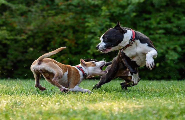 padroni lasciano cani soli dopo sfratto