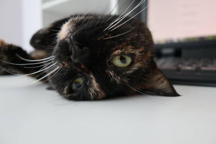 Perché il peloso si sdraia sopra il giornale