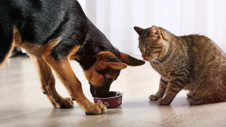 come impedire al cane di mangiare cibo gatto