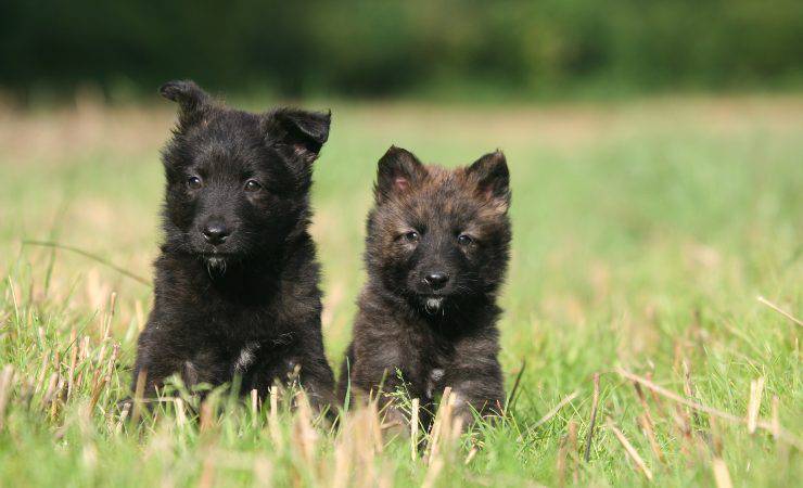 due cuccioli di pastore olandese