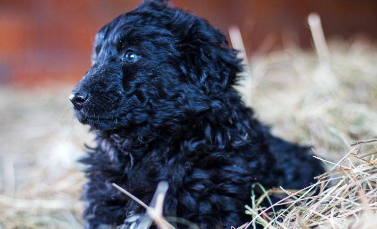 cucciolo di pastore croato