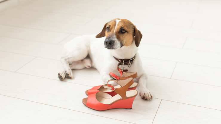 eliminare odore pipì cane scarpe