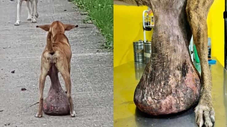 Cane randagio trascina un tumore di circa3 kg ma nessuno la aiuta (Screen Video)