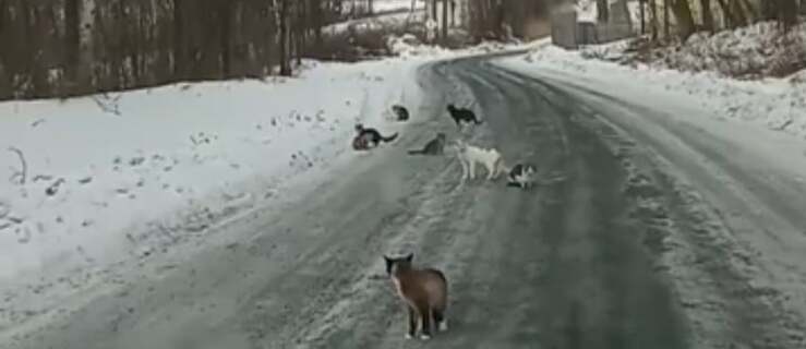 Coppia abbandona 15 gatti durante una bufera di neve: arrestati (Screen Video)