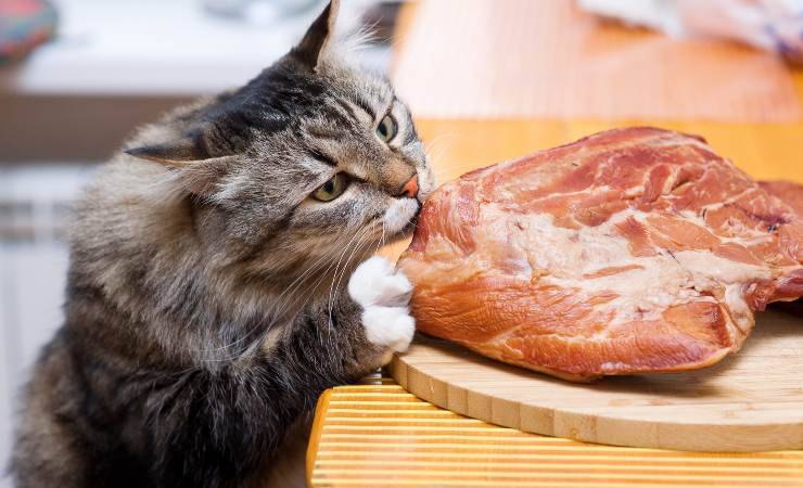 gatto mangia pollo