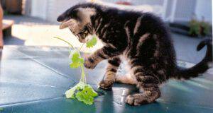 gatto può mangiare coriandolo