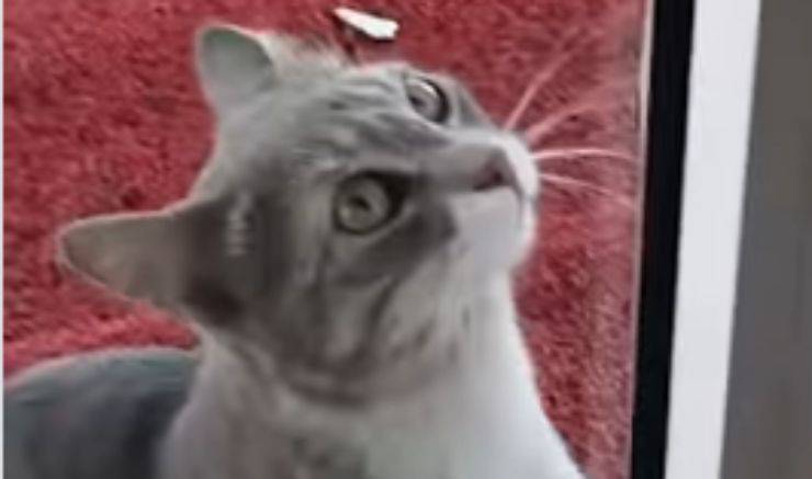 Il gatto Yesim (Foto video)