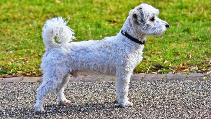 insegnare al cane a stare in piedi