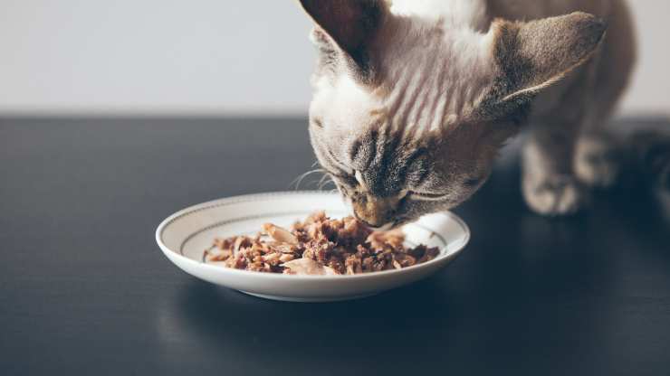 insegnare al gatto a mangiare piano