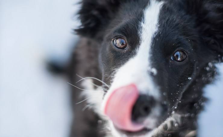 Il cane ha memoria