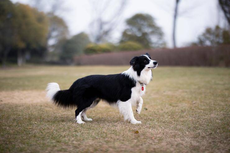 Cane disorientato