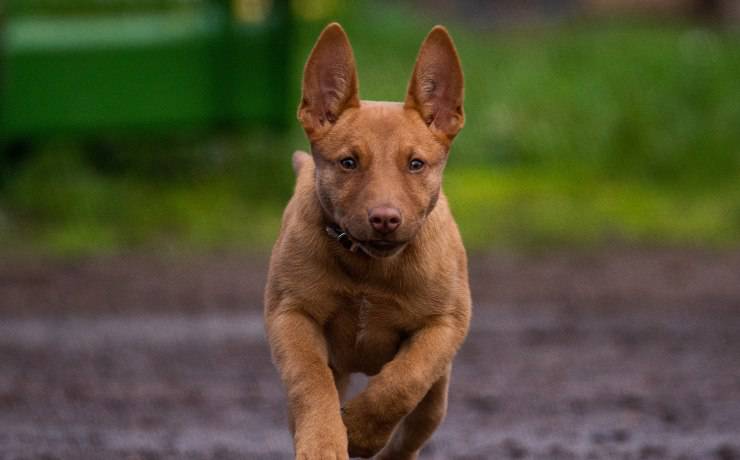 kelpie