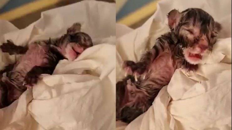 gatito sobrevivió a un parto difícil