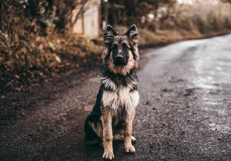 Razze di cani per padroni paurosi