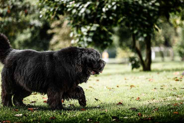 Cani che vivono bene all'aperto