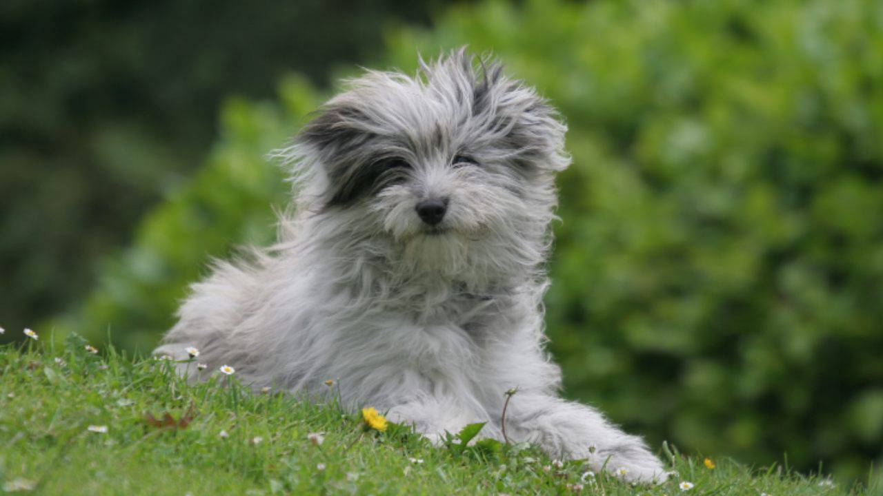 Razze di cani compatibili con il Cane da pastore dei Pirenei a faccia rasa