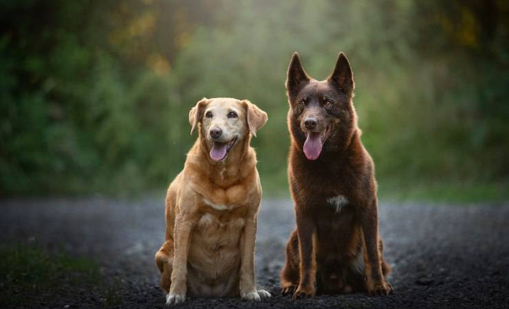 pastore kelpie