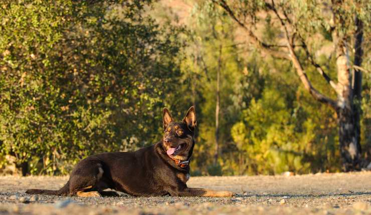 cane da pastore kelpie