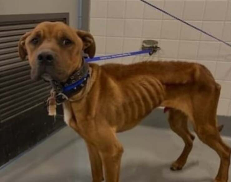 Ridotti pelle e ossa due cani riescono a fuggire dalla loro prigionia (Foto Facebook)
