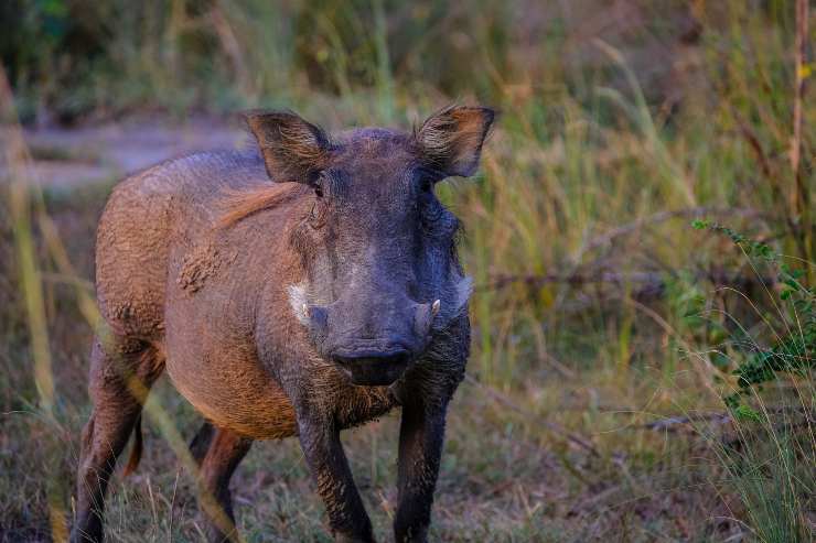 Allontanare il cinghiale