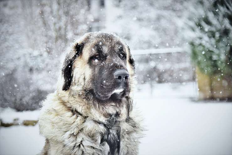 Fido si muove nella neve