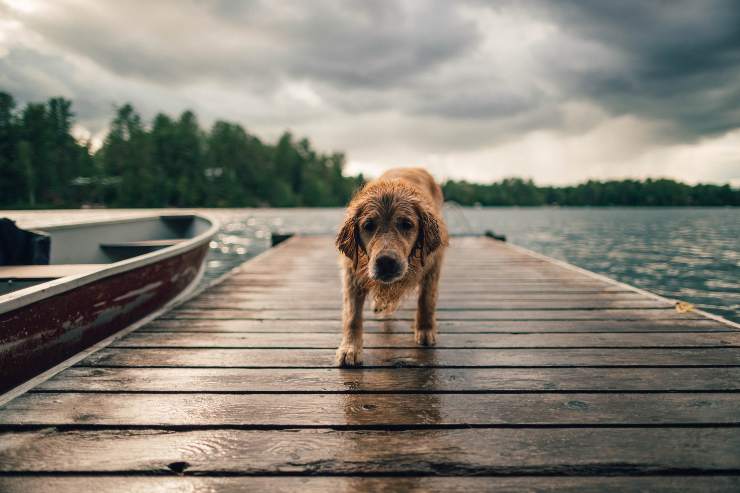 Il cane è disorientato