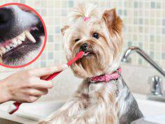 Come lavare denti cane