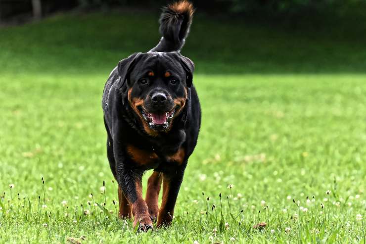 Peloso a passeggio