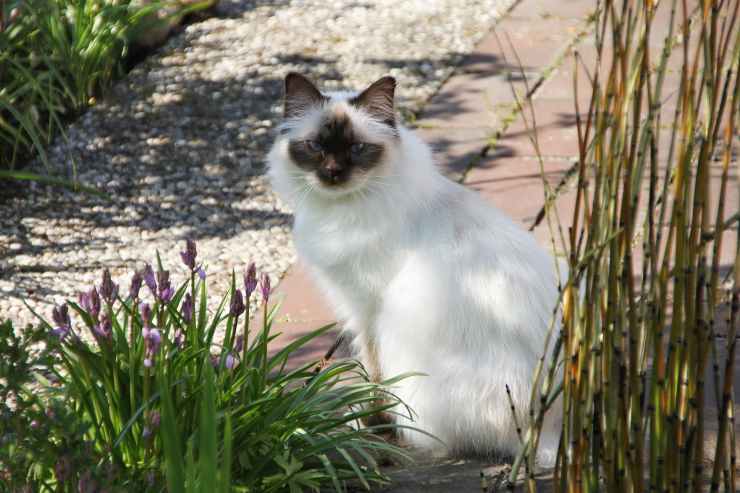 Il gatto nel giardino