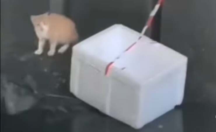 Gatto precipita all'interno di un canale, uomo fa di tutto per salvarlo (Screen Video)