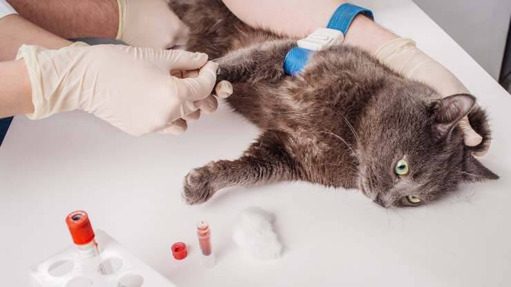 tumor de vejiga de gato