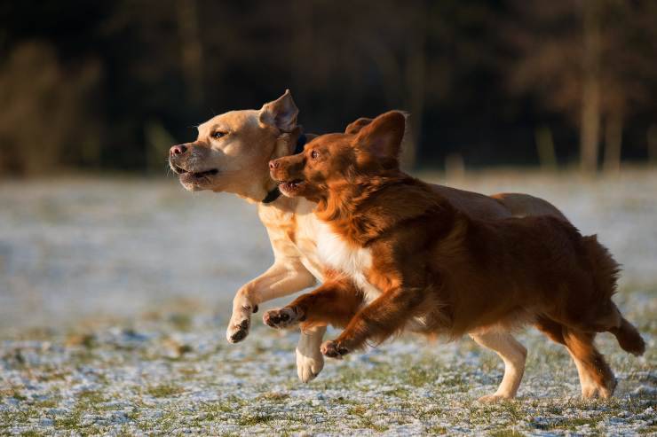 Cani che vivono bene all'aperto