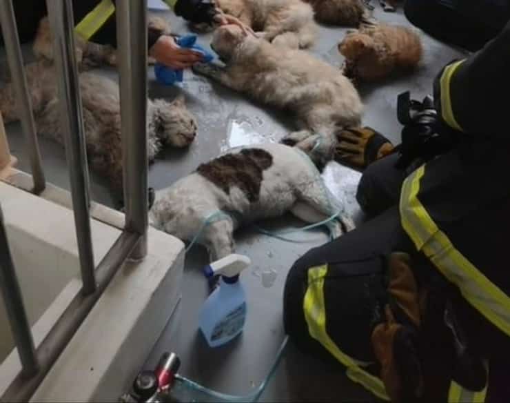 14 gatti privi di sensi nell'appartamento in fiamme salvati dai vigili del fuoco